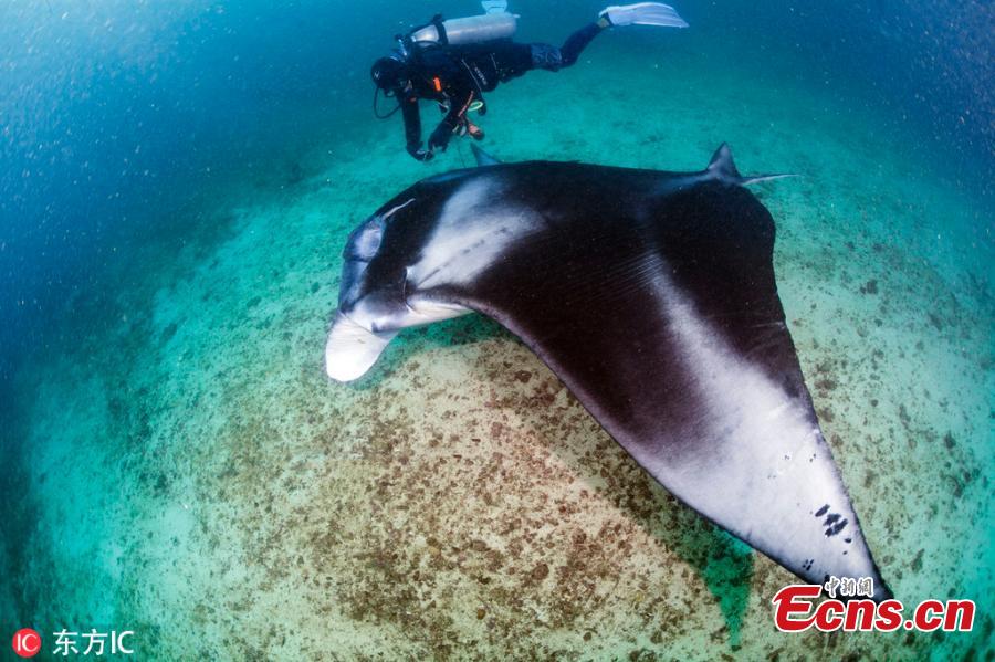 Two divers have rescued a manta ray entangled by a fishing line during their scuba diving at Manta Bowl, the Philippines. The divers later freed the injured fish and also took a selfie with it. (Photo/IC)
