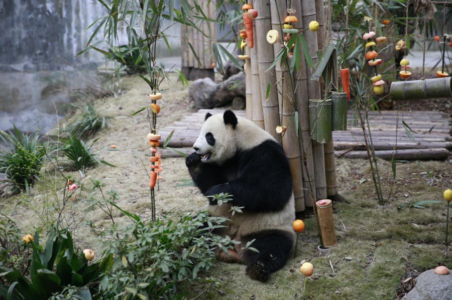 Miao Miao the giant panda enjoys its fruit feast at the Chengdu Research Base of Giant Panda Breeding in Southwest China\'s Sichuan Province on Jan. 23, 2019. (Photo by Zhu Xingxin/Asianewsphoto)