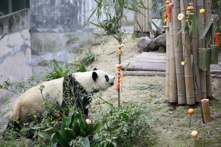 Miao Miao the giant panda enjoys its fruit feast at the Chengdu Research Base of Giant Panda Breeding in Southwest China\'s Sichuan Province on Jan. 23, 2019. (Photo by Zhu Xingxin/Asianewsphoto)