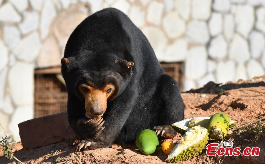 Animals enjoy a sweet treat in the lead-up to Spring Festival at Yunnan Wildlife Zoo in Kunming City, Southwest China\'s Yunnan Province, Jan. 23, 2019. Keepers provided animals including a sun bear, a mandrill, ring-tailed lemurs and orangutans with their favorite fruits. (Photo: China News Service/Liu Ranyang)