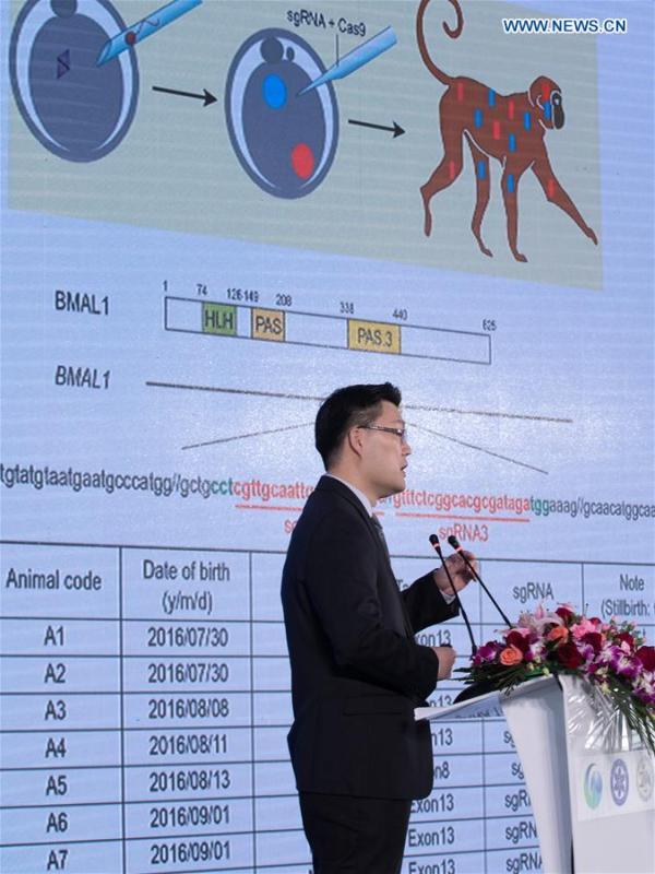 Zhang Hongjun, a researcher of the Institute of Neuroscience of Chinese Academy of Sciences, introduces relative research achievements about the cloned monkeys at a press conference in Shanghai, east China, Jan. 23, 2019. China has cloned five monkeys from a gene-edited macaque with circadian rhythm disorders, the first time multiple monkeys have been cloned from a gene-edited monkey for biomedical research. Scientists made the announcement Thursday, with two articles published in National Science Review, a top Chinese journal in English. The cloned monkeys were born in Shanghai at Institute of Neuroscience of Chinese Academy of Sciences.(Xinhua/Jin Liwang)