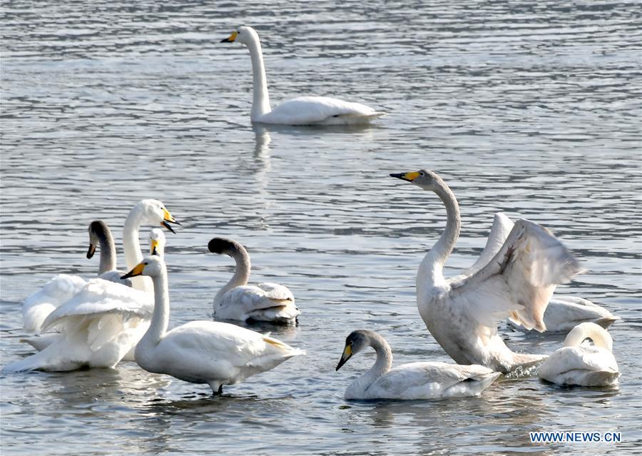 Swans perch in the bay at Yandunjiao Village in Rongcheng City, east China\'s Shandong Province, Jan. 23, 2019. Around 1,000 swans fly from Siberia to the Yandunjiao bay to spend winter each year, with the establishment of the Rongcheng state-level swan nature reserve and the increased public awareness of protection of swans. (Xinhua/Zhu Zheng)