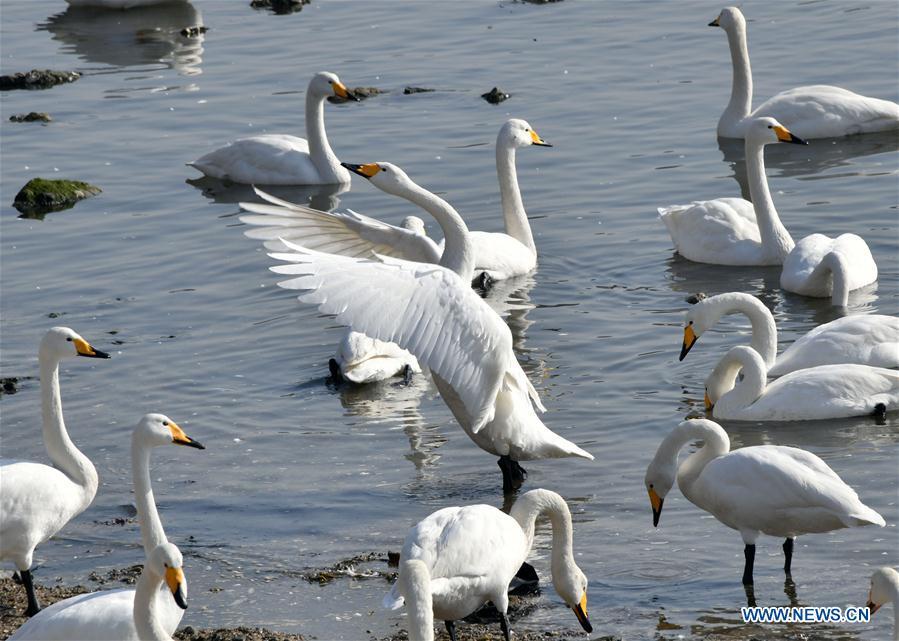 Swans rest in the bay at Yandunjiao Village in Rongcheng City, east China\'s Shandong Province, Jan. 23, 2019. Around 1,000 swans fly from Siberia to the Yandunjiao bay to spend winter each year, with the establishment of the Rongcheng state-level swan nature reserve and the increased public awareness of protection of swans. (Xinhua/Zhu Zheng)