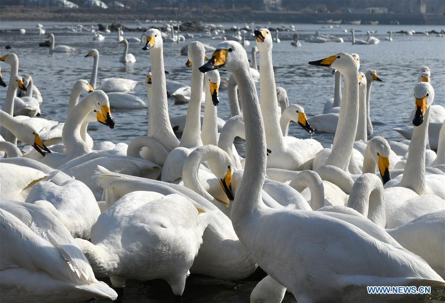 Swans rest in the bay at Yandunjiao Village in Rongcheng City, east China\'s Shandong Province, Jan. 23, 2019. Around 1,000 swans fly from Siberia to the Yandunjiao bay to spend winter each year, with the establishment of the Rongcheng state-level swan nature reserve and the increased public awareness of protection of swans. (Xinhua/Zhu Zheng)