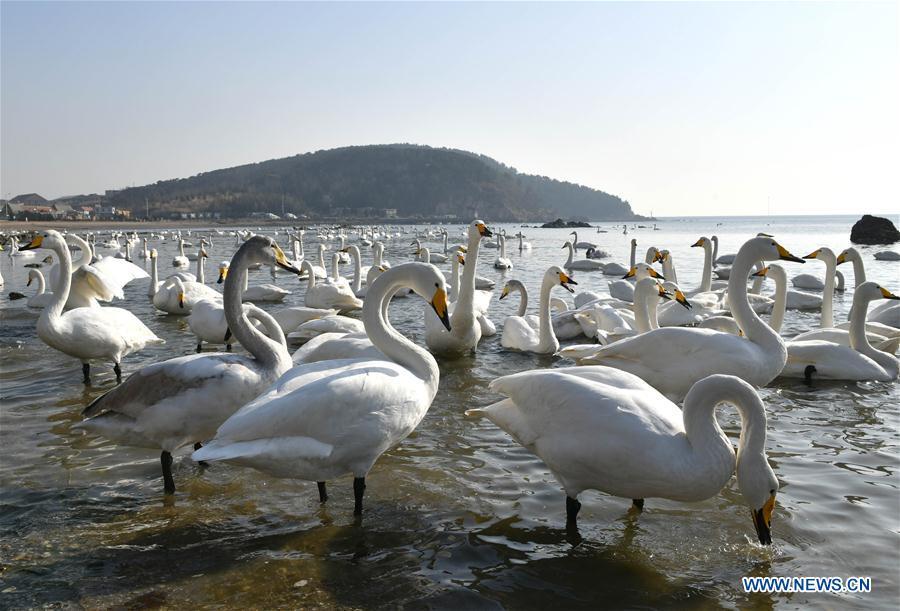 Swans rest in the bay at Yandunjiao Village in Rongcheng City, east China\'s Shandong Province, Jan. 23, 2019. Around 1,000 swans fly from Siberia to the Yandunjiao bay to spend winter each year, with the establishment of the Rongcheng state-level swan nature reserve and the increased public awareness of protection of swans. (Xinhua/Zhu Zheng)