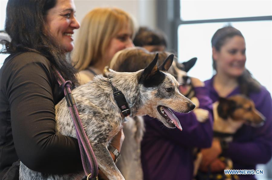 Dogs are seen during an agility demonstration at a press preview of the 143rd Annual Westminster Kennel Club Dog Show in New York, the United States, Jan. 23, 2019. The 143rd Annual Westminster Kennel Club Dog Show will be held on Feb. 11 to 12. (Xinhua/Wang Ying)