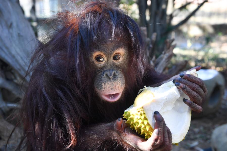 Animals enjoy a sweet treat in the lead-up to Spring Festival at Yunnan Wildlife Zoo in Kunming City, Southwest China\'s Yunnan Province, Jan. 23, 2019. Keepers provided animals including a sun bear, a mandrill, ring-tailed lemurs and orangutans with their favorite fruits. (Photo: China News Service/Liu Ranyang)