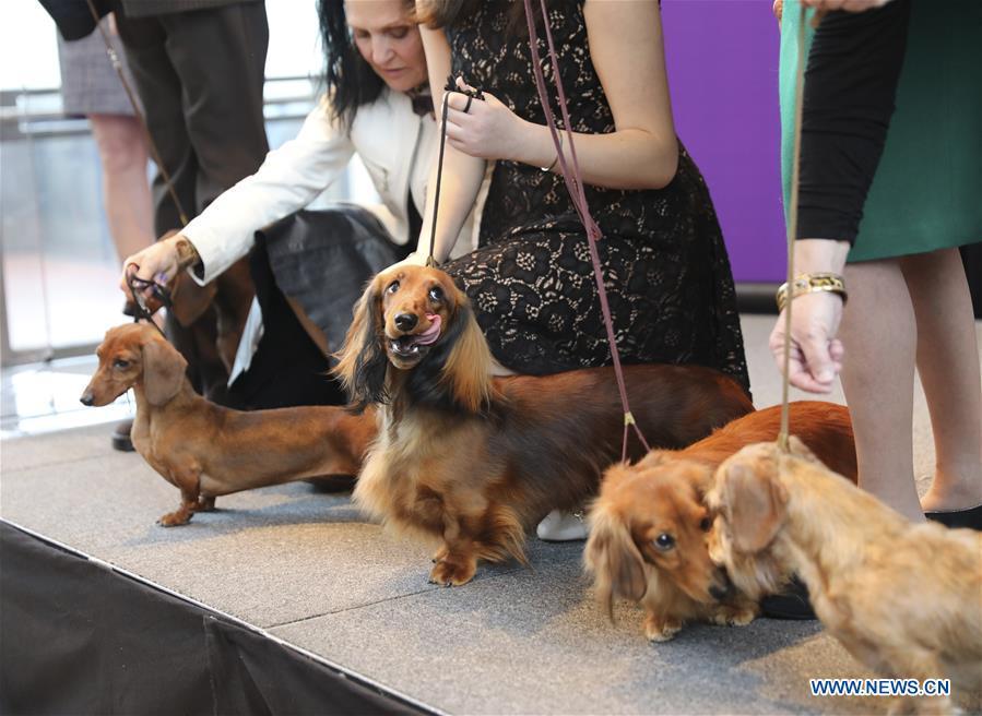 Dachshunds are seen at a press preview of the 143rd Annual Westminster Kennel Club Dog Show in New York, the United States, Jan. 23, 2019. The 143rd Annual Westminster Kennel Club Dog Show will be held on Feb. 11 to 12. (Xinhua/Wang Ying)
