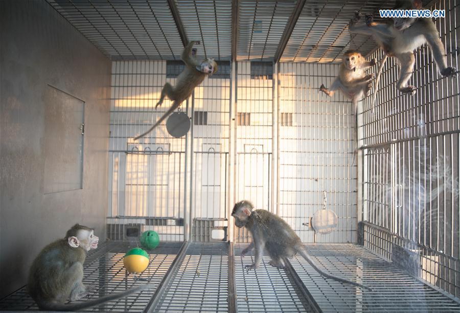 The gene-edited macaque with circadian rhythm disorders (lower left), from whom the five monkeys were cloned, is shown in the photo taken on Jan. 22, 2019 with other macaques which are knocked out the BMAL1, a core circadian regulatory transcription factor, at the Institute of Neuroscience of Chinese Academy of Sciences in Shanghai, east China. China has cloned five monkeys from a gene-edited macaque with circadian rhythm disorders, the first time multiple monkeys have been cloned from a gene-edited monkey for biomedical research. Scientists made the announcement Thursday, with two articles published in National Science Review, a top Chinese journal in English. The cloned monkeys were born in Shanghai at Institute of Neuroscience of Chinese Academy of Sciences. (Xinhua/Jin Liwang)