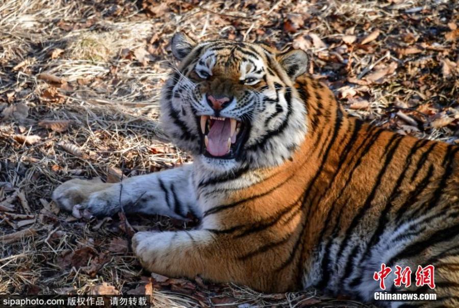 A Siberia tiger is seen at a park before its relocation to a tiger center in Krasnodar, Russia, Jan. 23, 2019. (Photo/SipaPhoto)