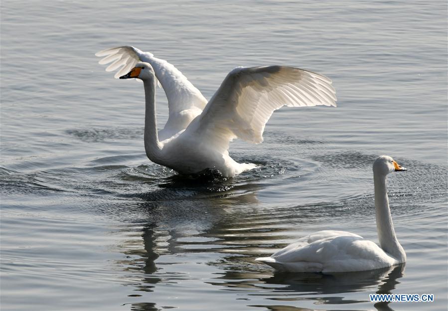 Swans are seen in the bay at Yandunjiao Village in Rongcheng City, east China\'s Shandong Province, Jan. 23, 2019. Around 1,000 swans fly from Siberia to the Yandunjiao bay to spend winter each year, with the establishment of the Rongcheng state-level swan nature reserve and the increased public awareness of protection of swans. (Xinhua/Zhu Zheng)