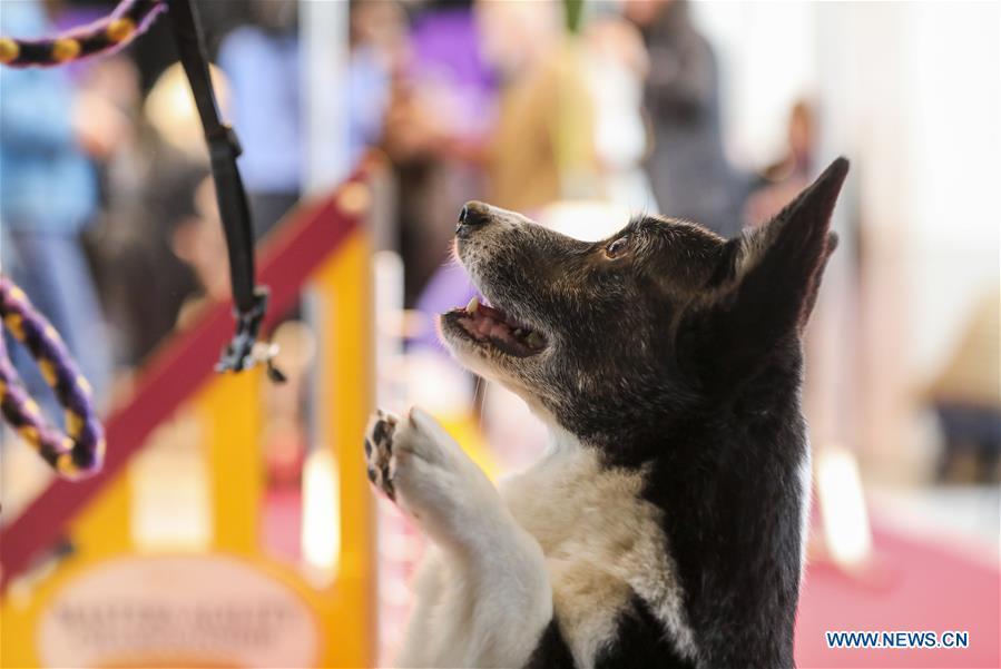 A dog waits for reward after an agility demonstration at a press preview of the 143rd Annual Westminster Kennel Club Dog Show in New York, the United States, Jan. 23, 2019. The 143rd Annual Westminster Kennel Club Dog Show will be held on Feb. 11 to 12. (Xinhua/Wang Ying)