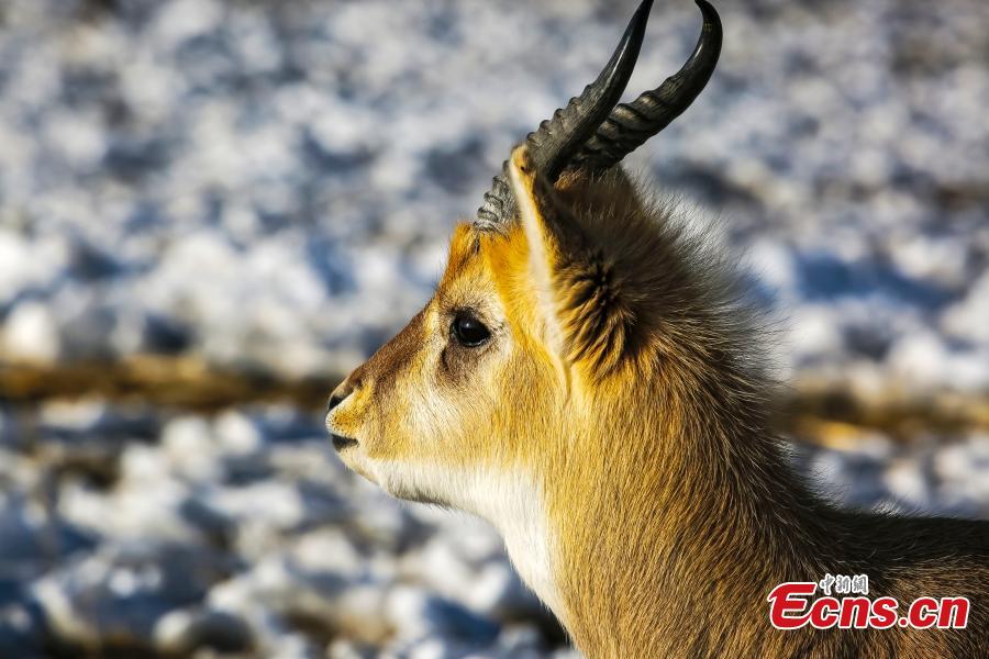 A Przewalski\'s gazelle, endemic to the Qinghai?Tibetan Plateau, is seen near the frozen Qinghai Lake, China\'s largest inland saltwater lake, in Qinghai Province. (Photo: China News Service/Hou Yuansheng)