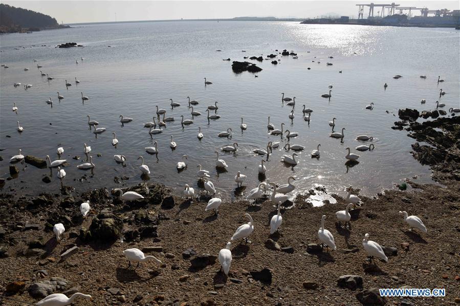 Swans rest in the bay at Yandunjiao Village in Rongcheng City, east China\'s Shandong Province, Jan. 23, 2019. Around 1,000 swans fly from Siberia to the Yandunjiao bay to spend winter each year, with the establishment of the Rongcheng state-level swan nature reserve and the increased public awareness of protection of swans. (Xinhua/Zhu Zheng)