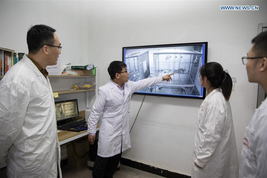 Researchers Sun Qiang (1st L) and Liu Zhen (2nd L) discuss recent situations of the cloned monkeys with their team members at the Institute of Neuroscience of Chinese Academy of Sciences in Shanghai, east China, Jan. 22, 2019. China has cloned five monkeys from a gene-edited macaque with circadian rhythm disorders, the first time multiple monkeys have been cloned from a gene-edited monkey for biomedical research. Scientists made the announcement Thursday, with two articles published in National Science Review, a top Chinese journal in English. The cloned monkeys were born in Shanghai at Institute of Neuroscience of Chinese Academy of Sciences. (Xinhua/Jin Liwang)