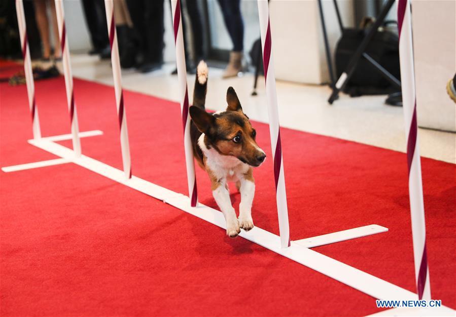 A dog is seen during an agility demonstration at a press preview of the 143rd Annual Westminster Kennel Club Dog Show in New York, the United States, Jan. 23, 2019. The 143rd Annual Westminster Kennel Club Dog Show will be held on Feb. 11 to 12. (Xinhua/Wang Ying)