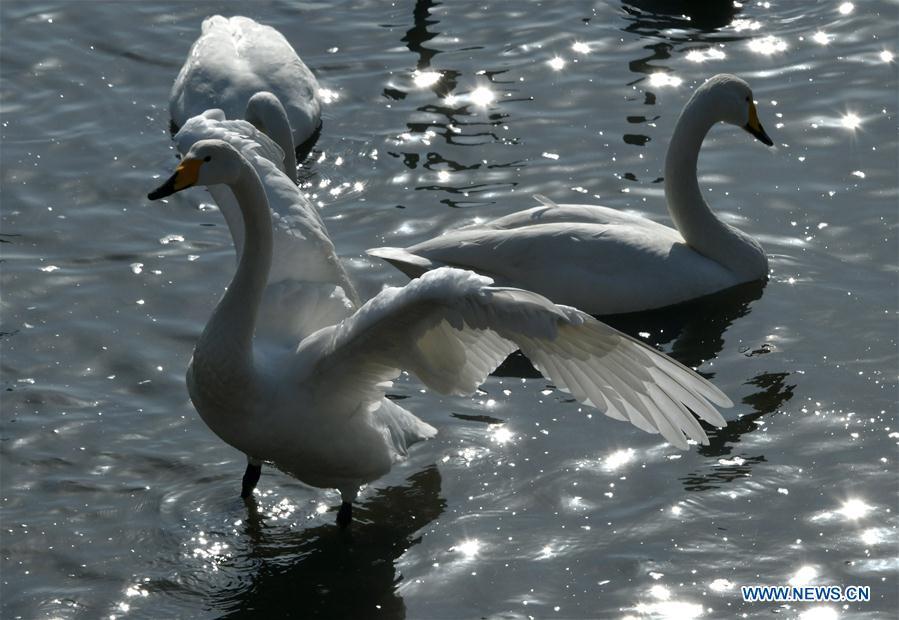 Swans perch in the bay at Yandunjiao Village in Rongcheng City, east China\'s Shandong Province, Jan. 23, 2019. Around 1,000 swans fly from Siberia to the Yandunjiao bay to spend winter each year, with the establishment of the Rongcheng state-level swan nature reserve and the increased public awareness of protection of swans. (Xinhua/Zhu Zheng)