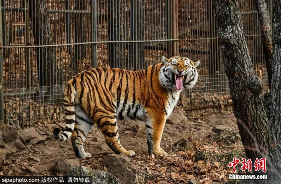 A Siberia tiger is seen at a park before its relocation to a tiger center in Krasnodar, Russia, Jan. 23, 2019. (Photo/SipaPhoto)