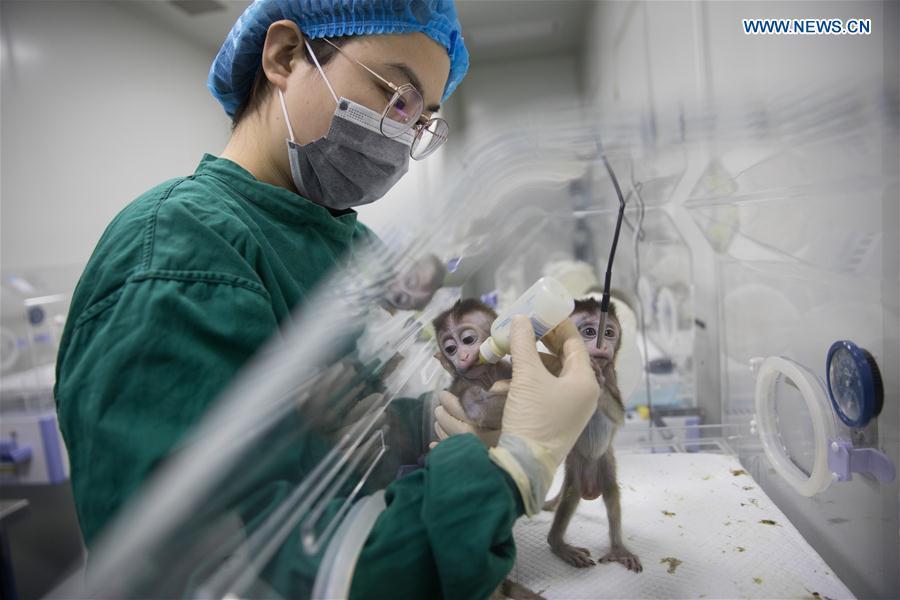 A staff member feeds cloned monkeys with circadian rhythm disorders at the Institute of Neuroscience of Chinese Academy of Sciences in Shanghai, east China, Jan. 22, 2019. China has cloned five monkeys from a gene-edited macaque with circadian rhythm disorders, the first time multiple monkeys have been cloned from a gene-edited monkey for biomedical research. Scientists made the announcement Thursday, with two articles published in National Science Review, a top Chinese journal in English. The cloned monkeys were born in Shanghai at Institute of Neuroscience of Chinese Academy of Sciences. (Xinhua/Jin Liwang)