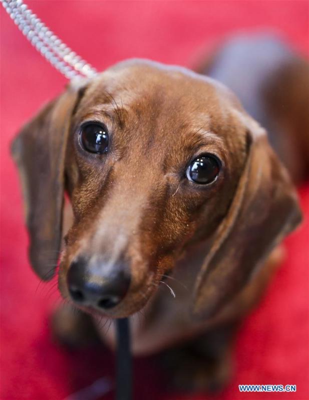 A Miniature Smooth Dachshund is seen at a press preview of the 143rd Annual Westminster Kennel Club Dog Show in New York, the United States, Jan. 23, 2019. The 143rd Annual Westminster Kennel Club Dog Show will be held on Feb. 11 to 12. (Xinhua/Wang Ying)