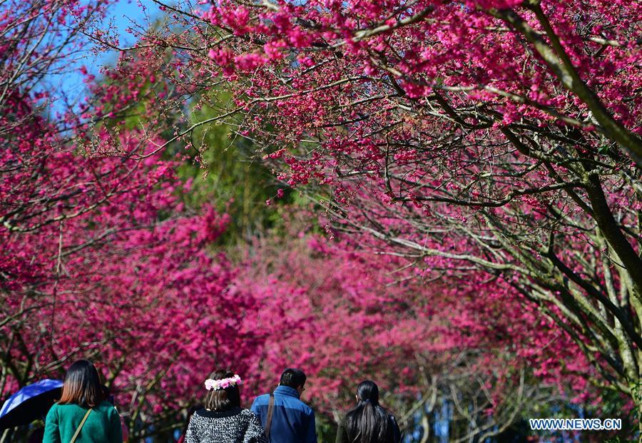 Tourists enjoy the view of cherry in the Taipin Yinghua Tea Garden in Yongfu Town of Zhangping City, southeast China\'s Fujian Province, Jan. 24, 2019. (Xinhua/Wei Peiquan)