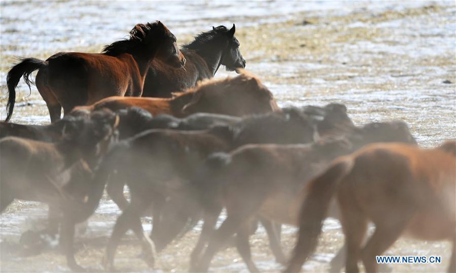 A herd of horses are seen at the snow-covered Shandan Ranch in Shandan County of Zhangye City, northwest China\'s Gansu Province, Jan. 23, 2019. (Xinhua/Chen Bin)