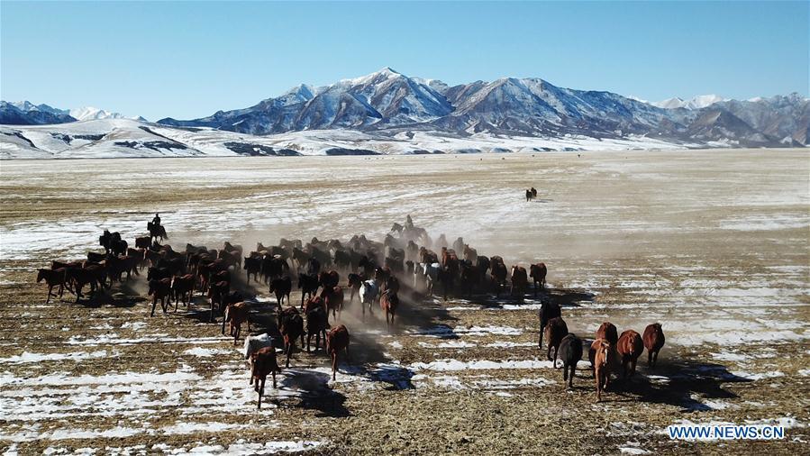 Aerial photo taken on Jan. 23, 2019 shows a herd of horses galloping on the snow-covered grassland at the Shandan Ranch with the Qilian Mountains in the background in Shandan County of Zhangye City, northwest China\'s Gansu Province. (Xinhua/Chen Bin)