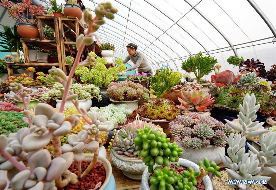 Xu Caihong arranges succulent plants at a greenhouse in Luanzhou City, north China\'s Hebei Province, Jan. 23, 2019. Xu Caihong, 39, began her succulent plants growing in 2016, and now she has three greenhouses for the plants after three years of efforts. By promoting both online and off-line sales, the annual sales of the plants has reached 1 million yuan (about 147,234 US dollars). (Xinhua/Yang Shiyao)