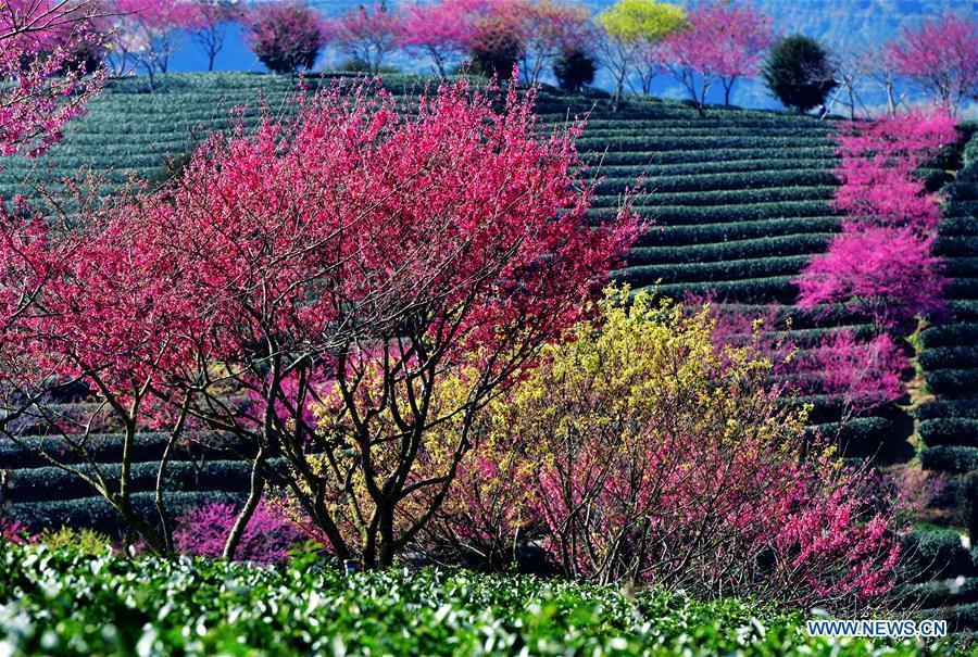 Photo taken on Jan. 24, 2019 shows the scenery of cherry in the Taipin Yinghua Tea Garden in Yongfu Town of Zhangping City, southeast China\'s Fujian Province. (Xinhua/Wei Peiquan)