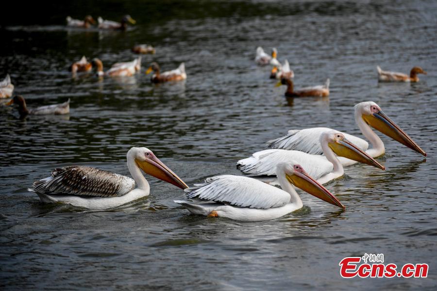 A number of great white pelican have been spotted in a village pond in Haikou City, Hainan Province, Jan. 24, 2019. The bird is a species under second class animal protection in China. (Photo/China News Service)