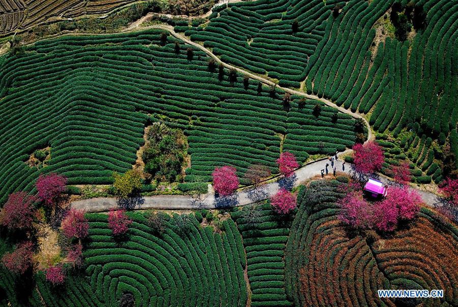 Aerial photo taken on Jan. 24, 2019 shows the scenery of cherry in the Taipin Yinghua Tea Garden in Yongfu Town of Zhangping City, southeast China\'s Fujian Province. (Xinhua/Wei Peiquan)