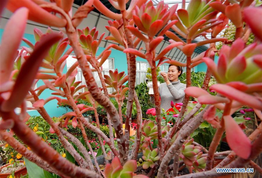 Xu Caihong arranges succulent plants at a greenhouse in Luanzhou City, north China\'s Hebei Province, Jan. 23, 2019. Xu Caihong, 39, began her succulent plants growing in 2016, and now she has three greenhouses for the plants after three years of efforts. By promoting both online and off-line sales, the annual sales of the plants has reached 1 million yuan (about 147,234 US dollars). (Xinhua/Yang Shiyao)