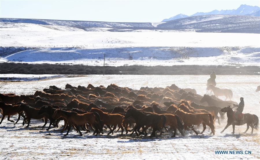 A herdsman keeps the herd together at the snow-covered Shandan Ranch in Shandan County of Zhangye City, northwest China\'s Gansu Province, Jan. 23, 2019. (Xinhua/Li Xiao)