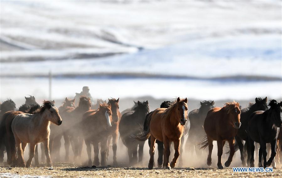 A herd of horses are seen at the snow-covered Shandan Ranch in Shandan County of Zhangye City, northwest China\'s Gansu Province, Jan. 23, 2019. (Xinhua/Chen Bin)
