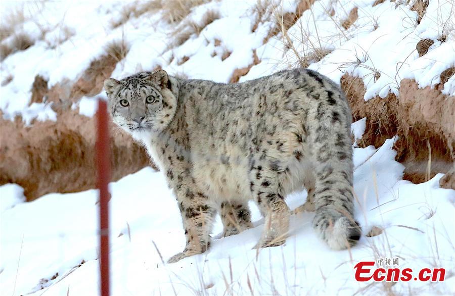 A snow leopard has been captured recently by camera at an altitude of 3,500 meters in Qilian Mountain, Zhangye, Gansu Province. Snow Leopard is a first-class protected wild animal in China. There are about about 2,000 - 3,000 snow leopards living in China, accounting for 40% of the world\'s total. (Photo: China News Service/Zhang Yulin)