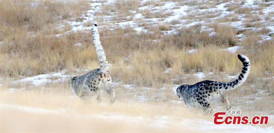 Two snow leopards have been captured recently by camera at an altitude of 3,500 meters in Qilian Mountain, Zhangye, Gansu Province. Snow Leopard is a first-class protected wild animal in China. There are about about 2,000 - 3,000 snow leopards living in China, accounting for 40% of the world\'s total. (Photo: China News Service/Zhang Yulin)