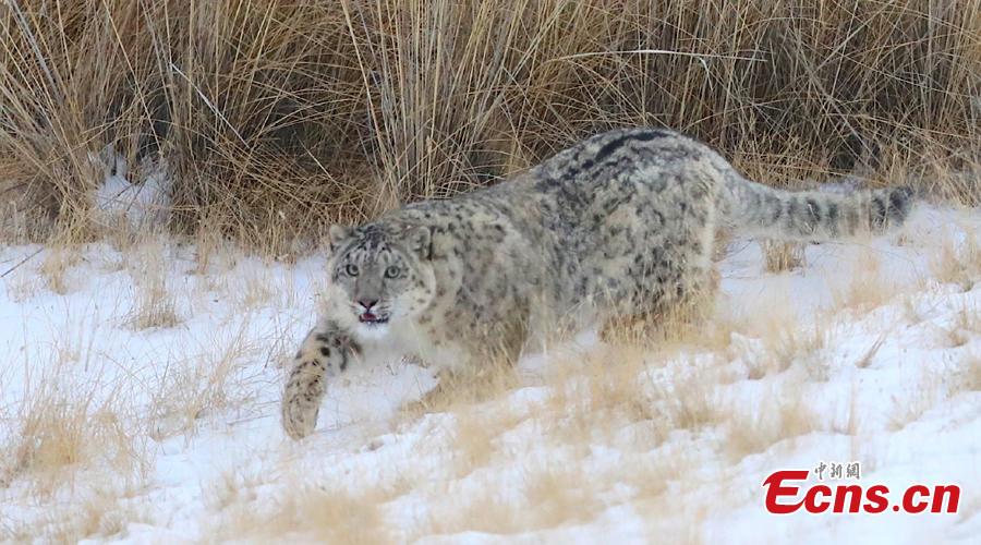 A snow leopard has been captured recently by camera at an altitude of 3,500 meters in Qilian Mountain, Zhangye, Gansu Province. Snow Leopard is a first-class protected wild animal in China. There are about about 2,000 - 3,000 snow leopards living in China, accounting for 40% of the world\'s total. (Photo: China News Service/Zhang Yulin)