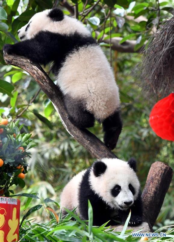 Giant panda cubs Long Zai and Ting Zai play at the Chimelong Safari Park in Guangzhou, capital of south China\'s Guangdong Province, Jan. 29, 2019. The two cubs, born in July of 2018, enjoyed a special New Year treat at the park ahead of the Spring Festival, which falls on Feb. 5 this year. (Xinhua/Liu Dawei)