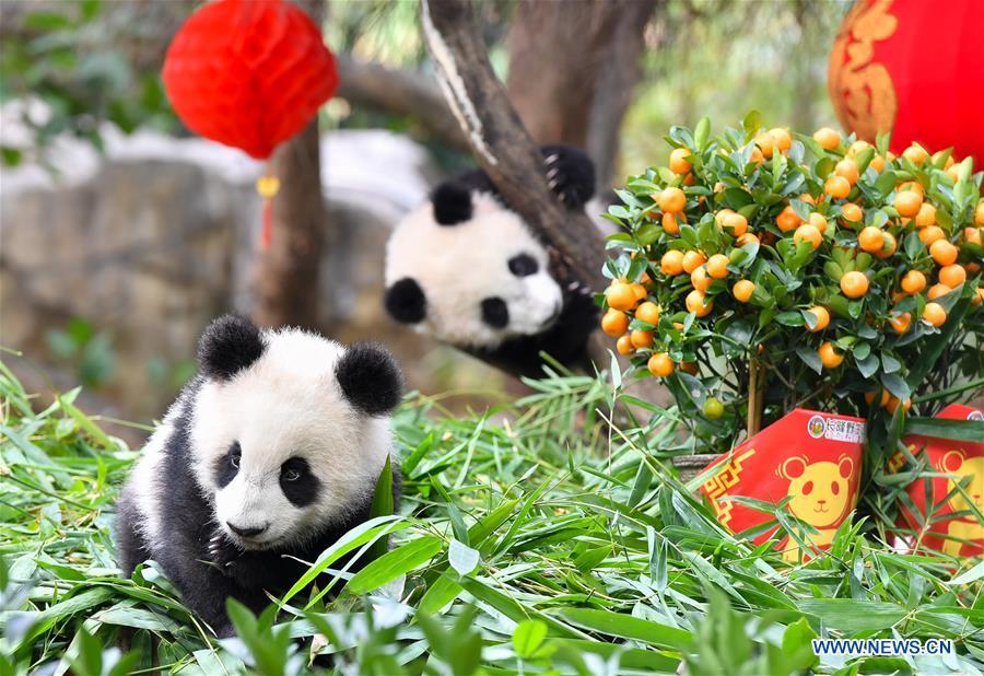 Giant panda cubs Long Zai and Ting Zai play at the Chimelong Safari Park in Guangzhou, capital of south China\'s Guangdong Province, Jan. 29, 2019. The two cubs, born in July of 2018, enjoyed a special New Year treat at the park ahead of the Spring Festival, which falls on Feb. 5 this year. (Xinhua/Liu Dawei)
