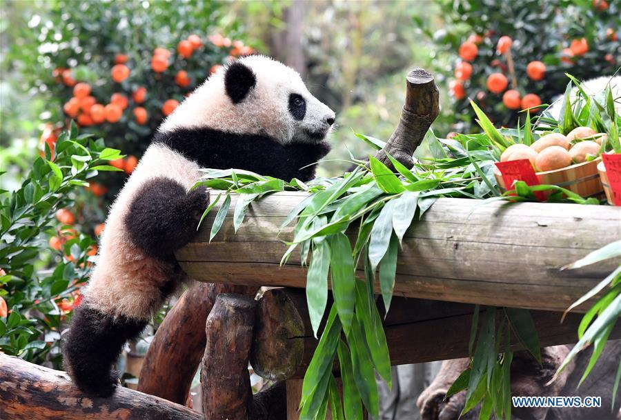Giant panda cub Long Zai enjoys a special meal at the Chimelong Safari Park in Guangzhou, capital of south China\'s Guangdong Province, Jan. 29, 2019. The two cubs, born in July of 2018, enjoyed a special New Year treat at the park ahead of the Spring Festival, which falls on Feb. 5 this year. (Xinhua/Liu Dawei)