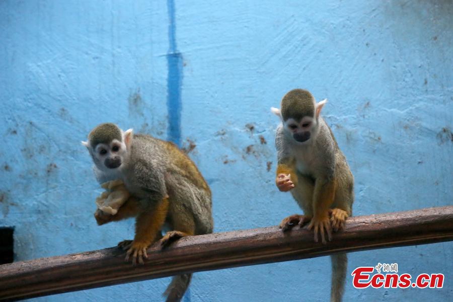 Animals of the Qinghai-Tibet Plateau Wild Zoo receive fruit dumplings on Jan 31, ahead of the Spring Festival. The zoo, based in Xining, northwestern China\'s Qinghai province, is a 4A-level scenic spot with over 3,000 animals of more than 127 species. (Photo:China News Service/Luo Yunpeng)