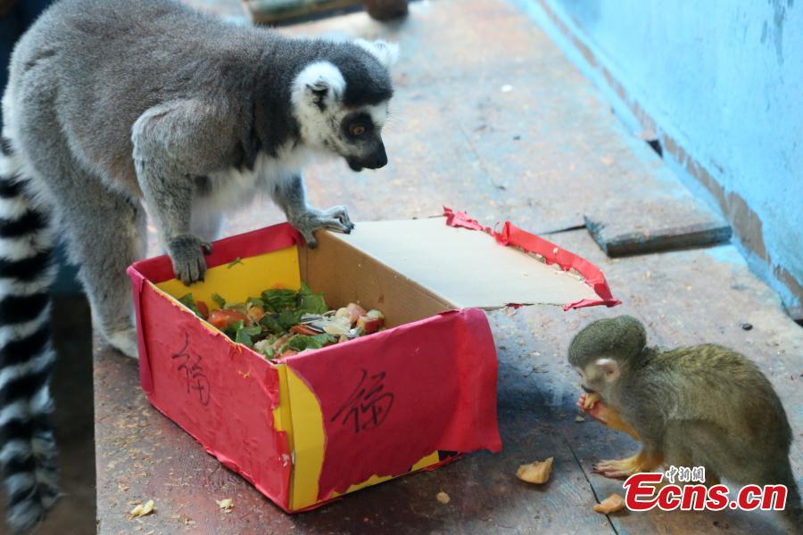 Animals at Qinghai-Tibet Plateau Wild Zoo receive “red envelopes” filled with vegetables on Jan 31, ahead of Spring Festival. The zoo, based in Xining, northwestern China\'s Qinghai Province, is a 4A-level scenic spot with over 3,000 animals of more than 127 species. (Photo:China News Service/Luo Yunpeng)