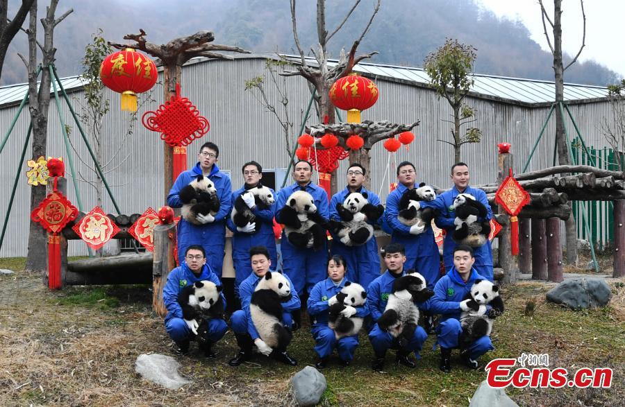 <?php echo strip_tags(addslashes(Photo taken on Jan. 31, 2019 shows 11 giant pandas born in 2018 on display to celebrate Spring Festival, China’s Lunar New Year, at the Shenshuping base of the China Conservation and Research Center for the Giant Panda in Sichuan Province. (Photo: China News Service/An Yuan))) ?>