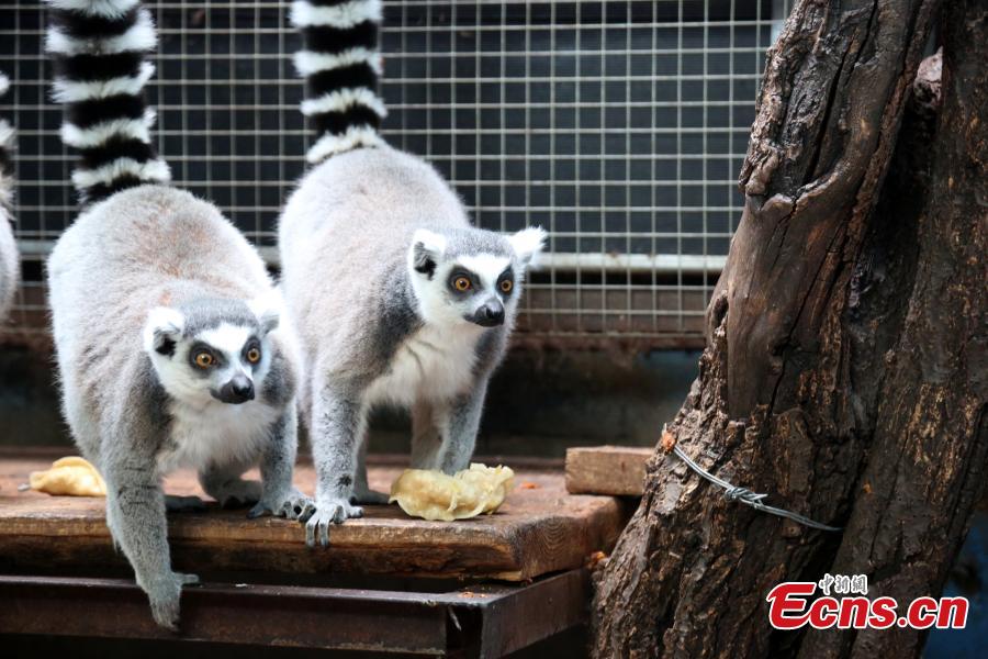 Animals of the Qinghai-Tibet Plateau Wild Zoo receive fruit dumplings on Jan 31, ahead of the Spring Festival. The zoo, based in Xining, northwestern China\'s Qinghai province, is a 4A-level scenic spot with over 3,000 animals of more than 127 species. (Photo:China News Service/Luo Yunpeng)