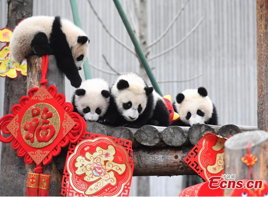 <?php echo strip_tags(addslashes(Photo taken on Jan. 31, 2019 shows giant pandas born in 2018 at the Shenshuping base of the China Conservation and Research Center for the Giant Panda in Sichuan Province. (Photo: China News Service/An Yuan))) ?>