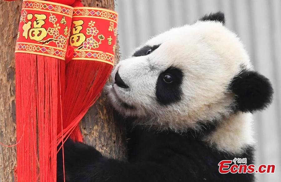 <?php echo strip_tags(addslashes(Photo taken on Jan. 31, 2019 shows A giant panda born in 2018 at the Shenshuping base of the China Conservation and Research Center for the Giant Panda in Sichuan Province. (Photo: China News Service/An Yuan))) ?>