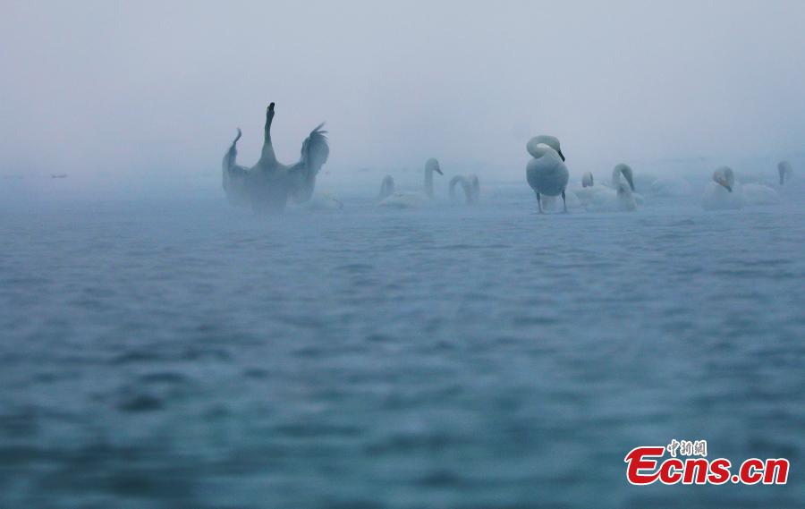 <?php echo strip_tags(addslashes(Migratory birds in Qinghai Lake, the largest saltwater lake in China’s inland, in late January 2019. The lake plays an important role in the protection of biodiversity globally. It is a key breeding habitat and stopover for many waterfowls on the migratory route. (Photo: China News Service/Ma Yirui))) ?>