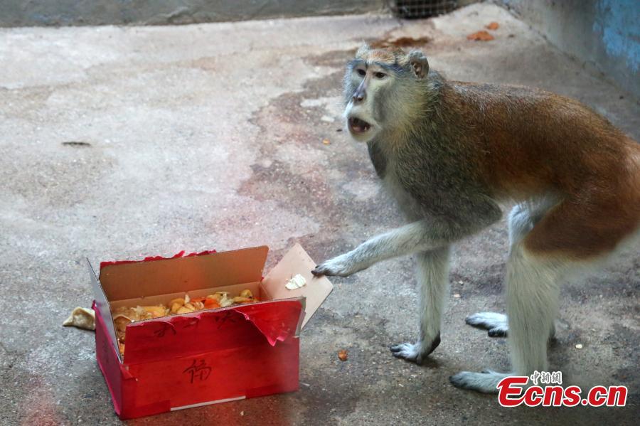 A monkey at Qinghai-Tibet Plateau Wild Zoo receives “red envelopes” filled with vegetables on Jan 31, ahead of Spring Festival. The zoo, based in Xining, northwestern China\'s Qinghai Province, is a 4A-level scenic spot with over 3,000 animals of more than 127 species. (Photo:China News Service/Luo Yunpeng)