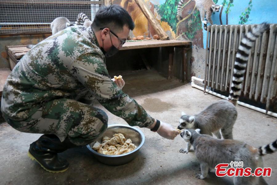 Animals of the Qinghai-Tibet Plateau Wild Zoo receive fruit dumplings on Jan 31, ahead of the Spring Festival. The zoo, based in Xining, northwestern China\'s Qinghai province, is a 4A-level scenic spot with over 3,000 animals of more than 127 species. (Photo:China News Service/Luo Yunpeng)