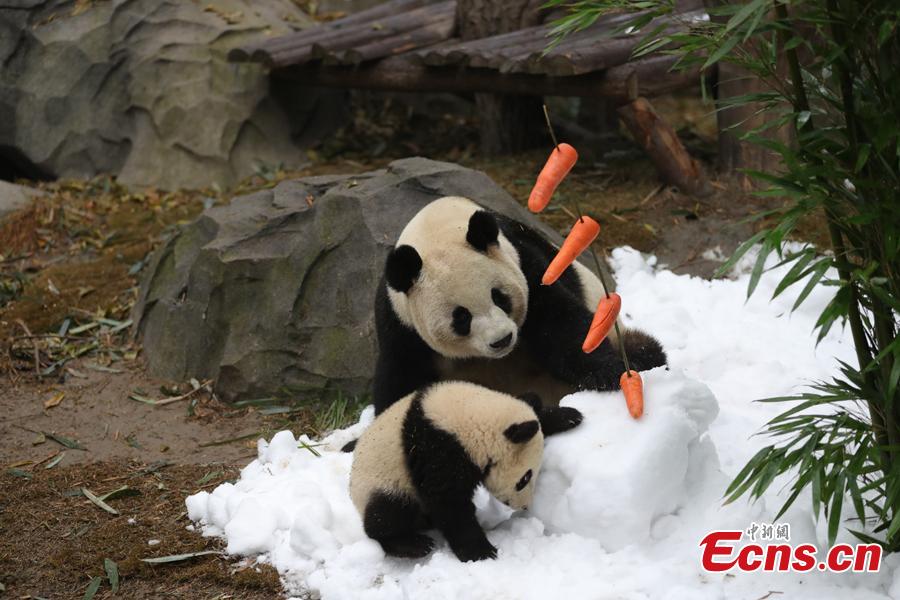 Giant pandas play in artificial snow in an enclosure at the Chengdu Research Base of Giant Panda Breeding in Chengdu City, Sichuan Province, Jan. 31, 2019, as part of celebrations for Spring Festival, China’s Lunar New Year, which falls on February 5 this year. (Photo: China News Service/Cui Kai)